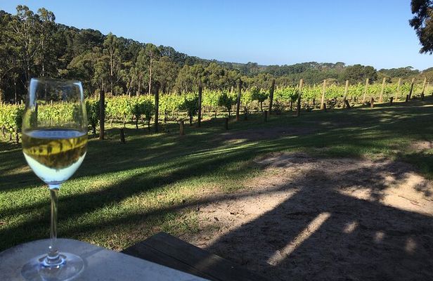 Swan Valley Wine Discovery: Private Tour from Perth