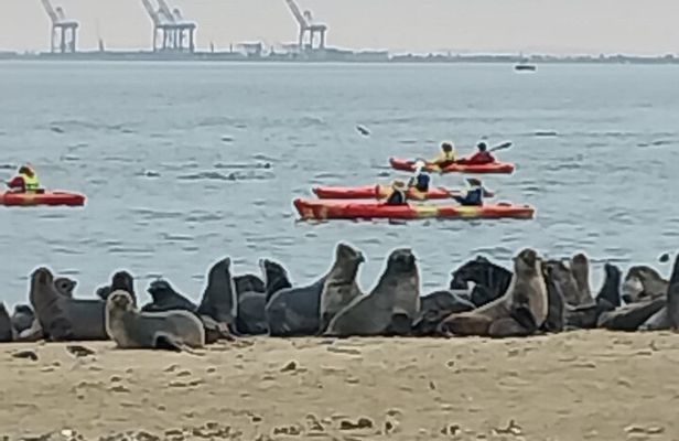 Seal Kayaking at Pelican Point from Swakopmund