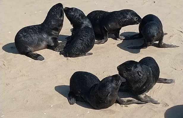 Sandwich Harbour Seals and Dune Tour