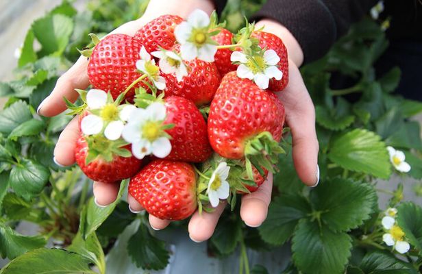 Eobi Valley(Winter), Strawberry, Nami Island & Railbike fr Seoul