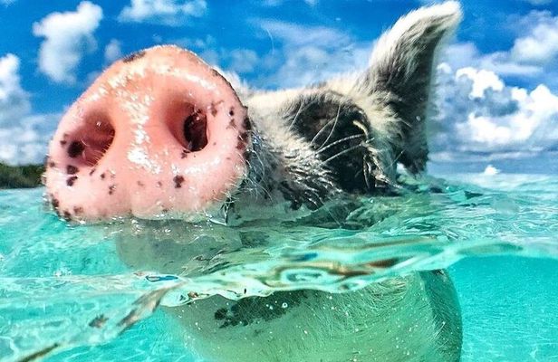 3 Islands Tour, Swim with Pigs, Turtles, Snorkelling & lunch