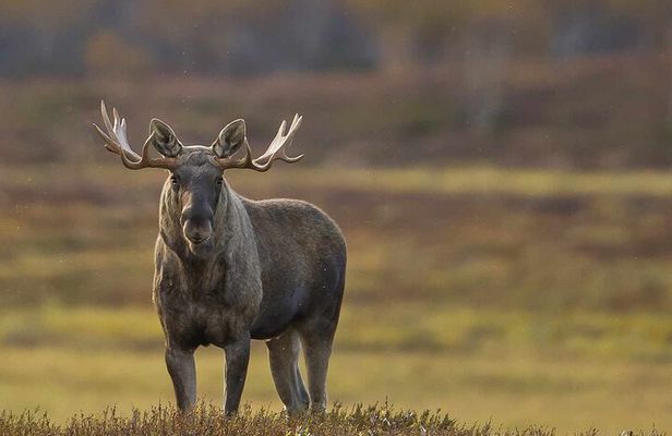 Moose safari adventure on ebike