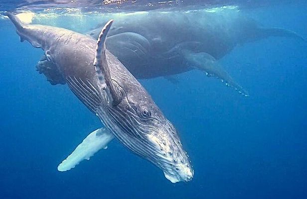 Eco-friendly Dolphin Watching Tour in Mauritius