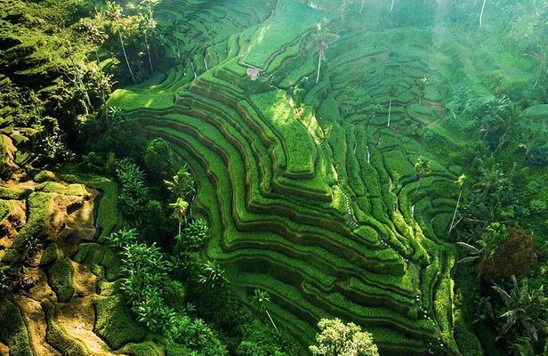 Bali: Ubud (Temple, Spring, Rice Terraces, & Waterfall)