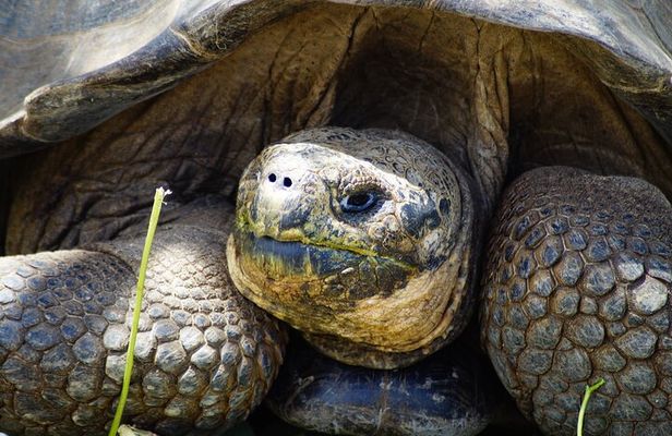 Galapagos Hoping Islands: 7 days, experience 4 islands