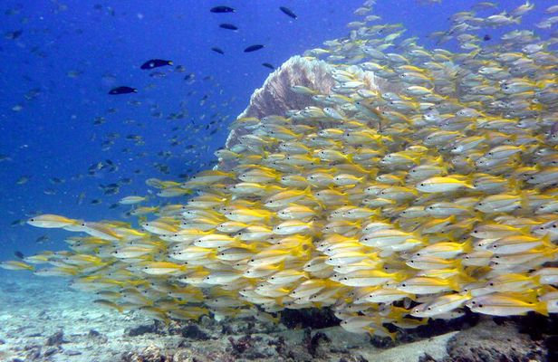 From Phi Phi: Half Day Discover Scuba (2 Dives)
