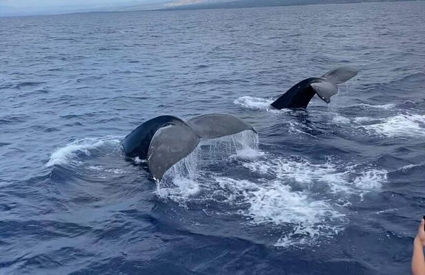Whale Watching on Big island
