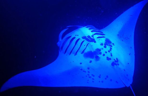 Manta Ray Night Snorkeling Adventure in Kailua-Kona