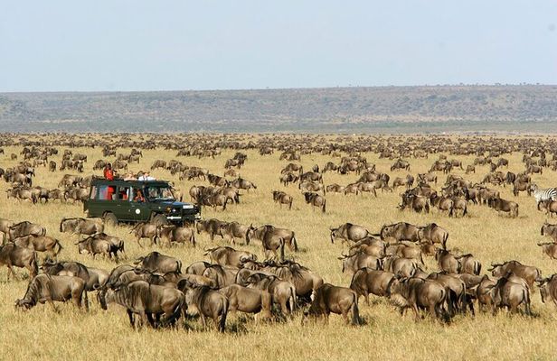 6 Days Kenya Budget Group Safari