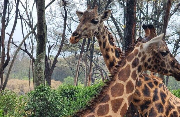 Lake Naivasha Day trip