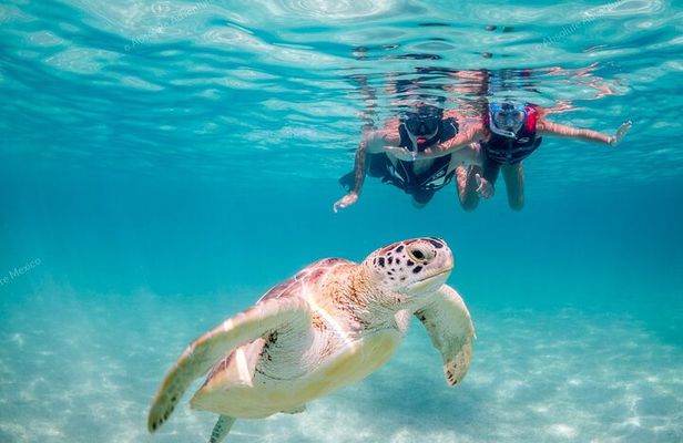 Private Turtles & Cenote Snorkeling in Tulum