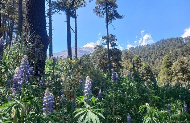 Hiking Tour on the Pico de Orizaba Volcano