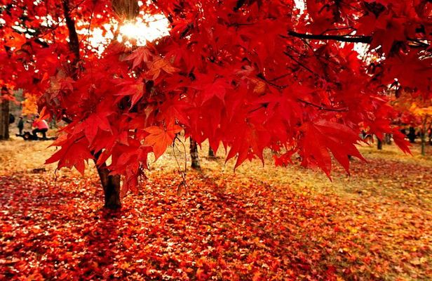 Full Day Private Tour in Nami Island 