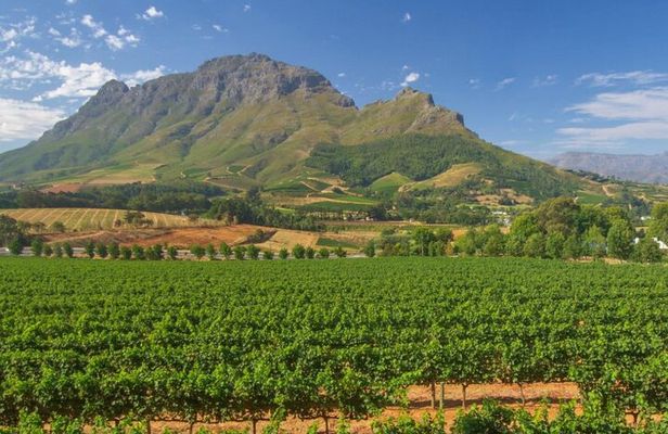 Full Day Winelands Tour