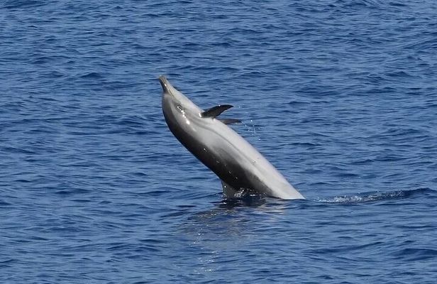 Dolphin Watching Tour with Snorkeling from Olbia
