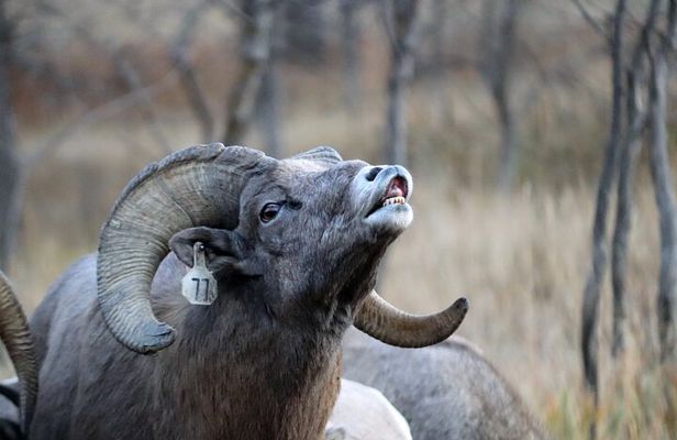 Wildlife and Iconic Roads: The Black Sheep Tour