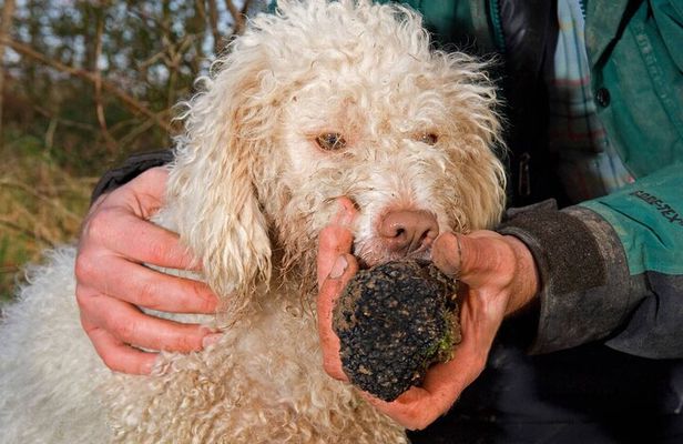 Truffle Hunting and tasting