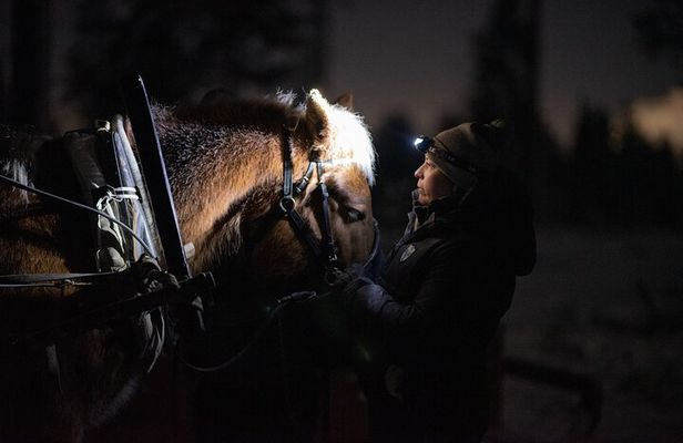 Traditional Finnhorse Sleigh Ride at SCV (3km)