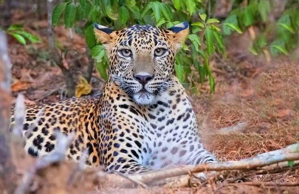 Wasgamuwa National Park Safari | Jeep with Tickets