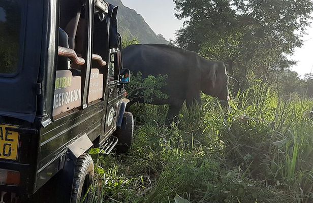 Sigiriya, Dambulla and Minneriya National Park Private Tour In