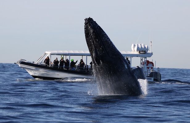 Whale Watching on Speed Boat with canopy from Sydney Harbour