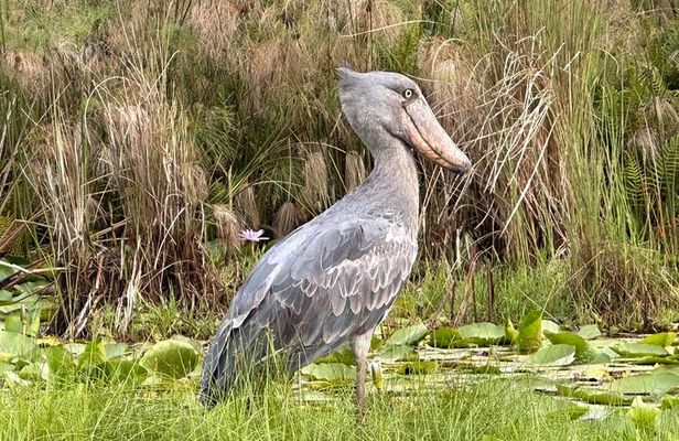 1/2 Mabamba Swamp Shoebill Tour