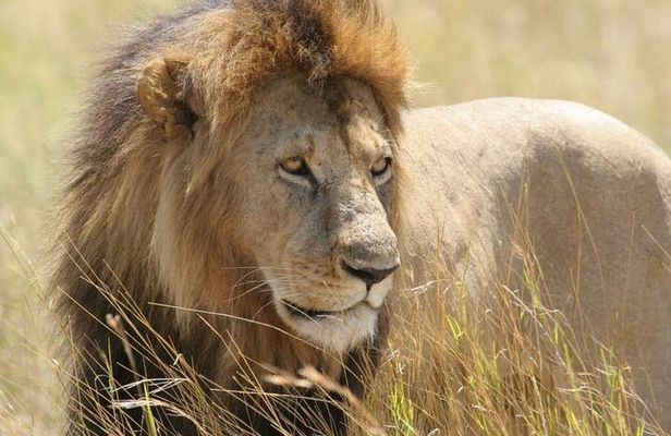 Half Day Guided Tour in Nairobi National Park With 4*4 Vehicle