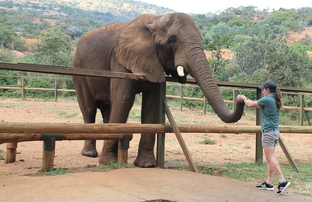 Elephant Sanctuary Tour From Johannesburg