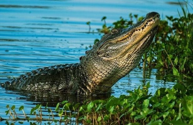Private Everglades Tour: Explore the Beauty of the Everglades