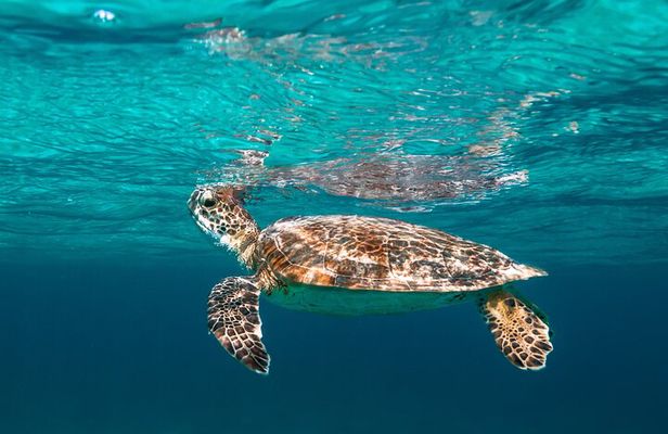 E-Snorkeling tour in Bonaire with easy Sea Scooters