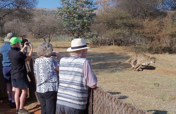 Cheetah + Wild dog Sanctuary, Tribal Dance Lunch + Lion Park