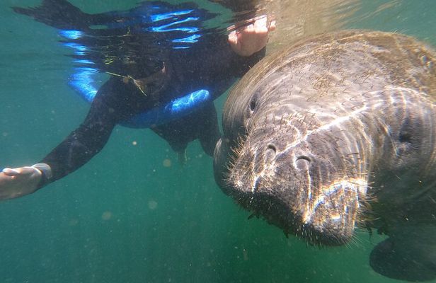 Semi-Private Manatee Swim Tour With In-Water Guide/Photographer