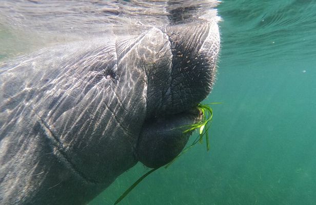 Swim With Manatees-Private Tour with In Water Guide/Photographer