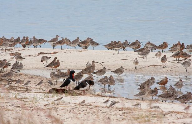 Full Day Birdlife Tour in Bribie Island