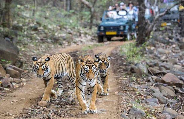 6 Days Golden Triangle with Ranthambore & Varanasi Tour