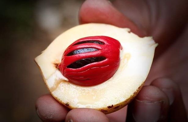 Spice Tour, Stone Town and Prison Island