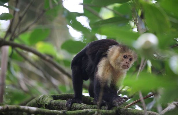 Corcovado National Park Hike San Pedrillo Station
