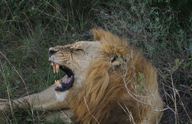Nairobi National Park, Elephant Orphanage and Giraffe Center Tour