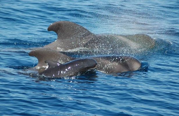 2 hour trip to see whales dolphins puerto colon adeje