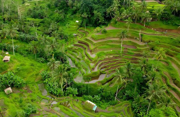 Private Half Day-Tour: Ubud Art Village Trip