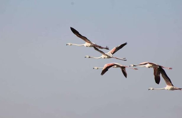 Agadir Jeep Safari & National Park including lunch & hotel pickup