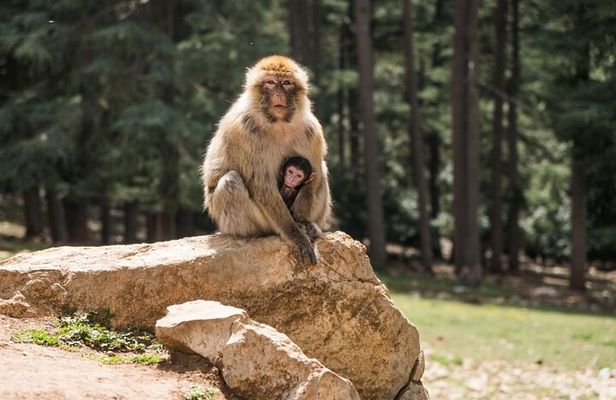 Private Day Trip to Middle Atlas from Fes