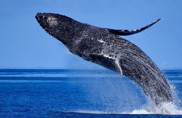 Late Morning Whale Watch Cruise from A'bay
