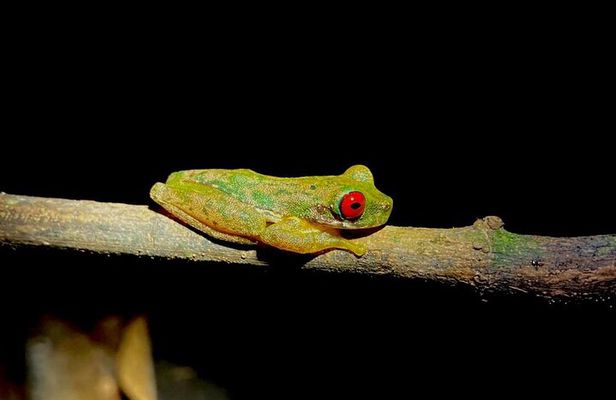 Night Adventures in Monteverde