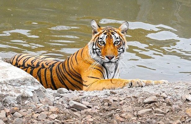 12 Days Adventurous Rajasthan Tour With Wildlife & Taj Mahal