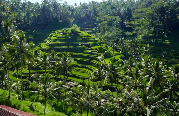 Private Full-Day Tour: Explore The Villages Of Ubud Bali