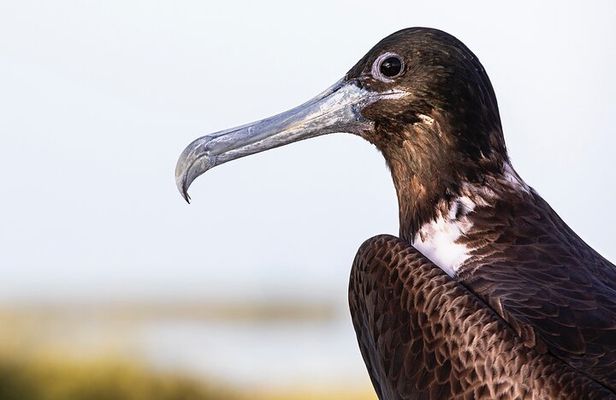 Holbox 3 Island Tour: Punta Mosquito, Passion & Bird Islands