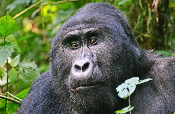 3 Day Guided Gorilla Tracking Safari At Bwindi National Park 