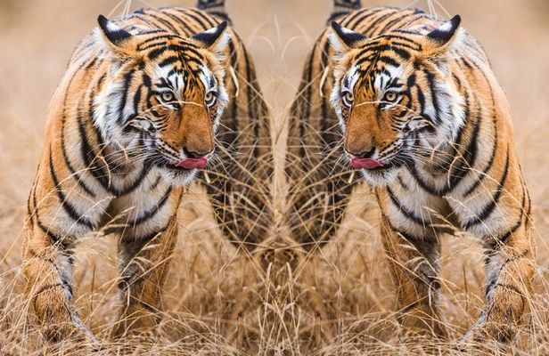 4 Day Golden Triangle with Ranthambore Tiger Safari from Delhi