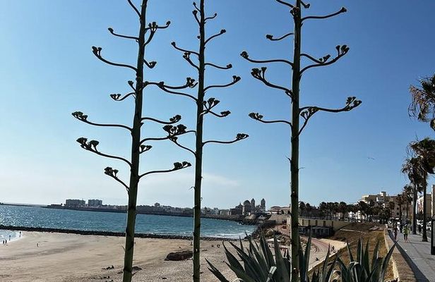 Private tour Cadiz: the city of light